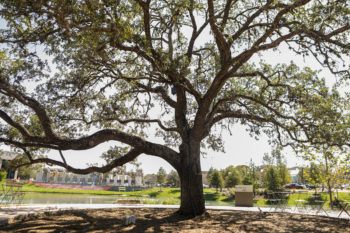 a photo of an oak tree with low branches surrounded by a brick pathway