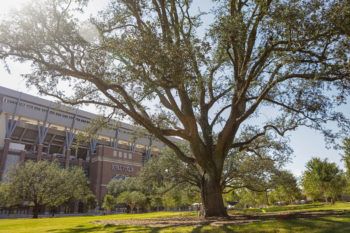 a photo of a very large oak tree surrounded by mulch and grass in Aggie Park, with Kyle Field and students in a hammock in the background