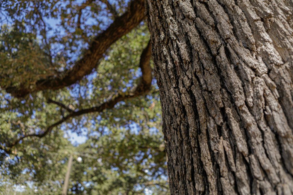 a low close up photo of the bark of a tree, with its leaves and branches out of focus in the background