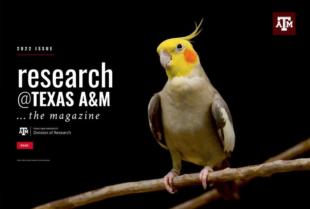 the cover of the Division of Research magazine