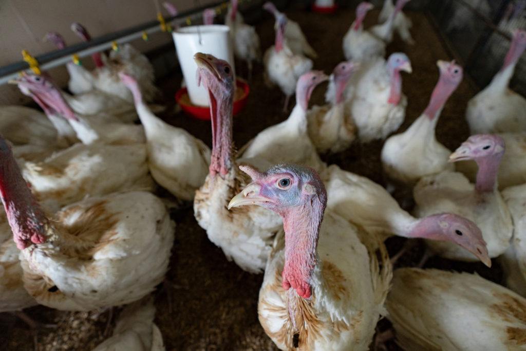 overhead view of dozens of turkeys in a pen