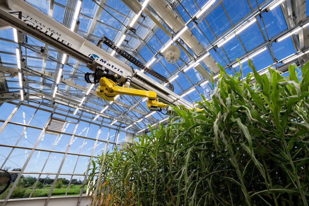 Interior view of a greenhouse where a yellow robotic arm stretched across a row of green stalks of leaves