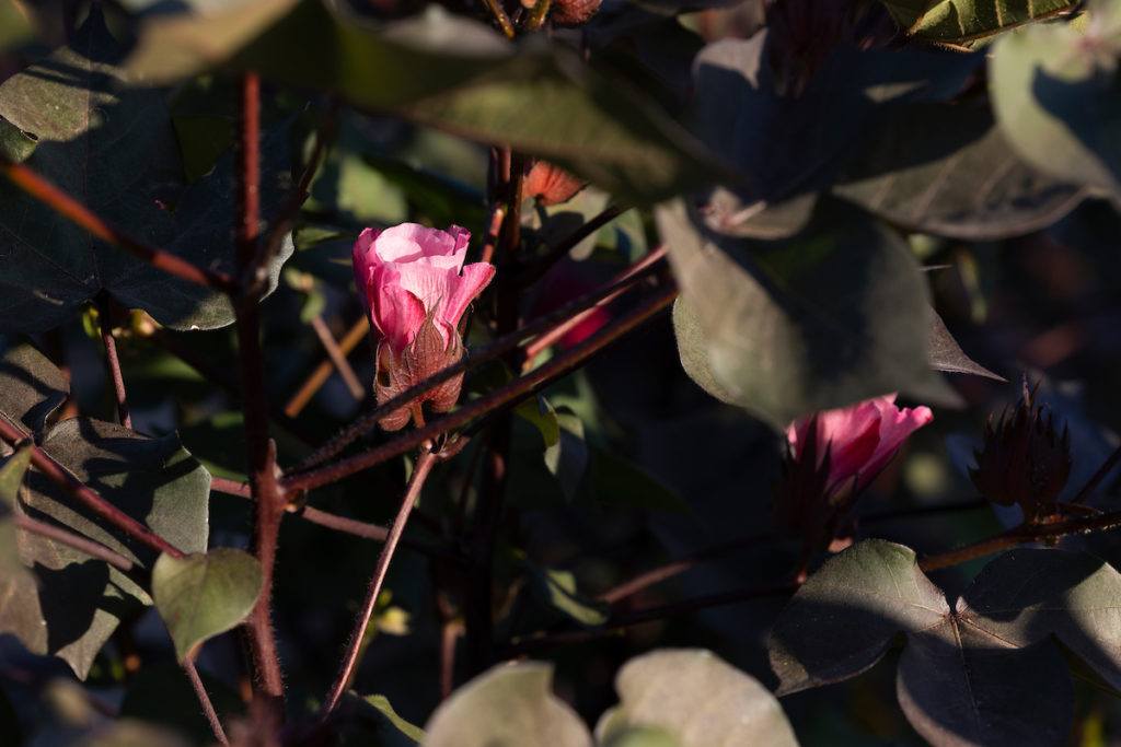 a photo of a cotton plant with dark green leaves, maroon branches, and a couple of bright pink flowers