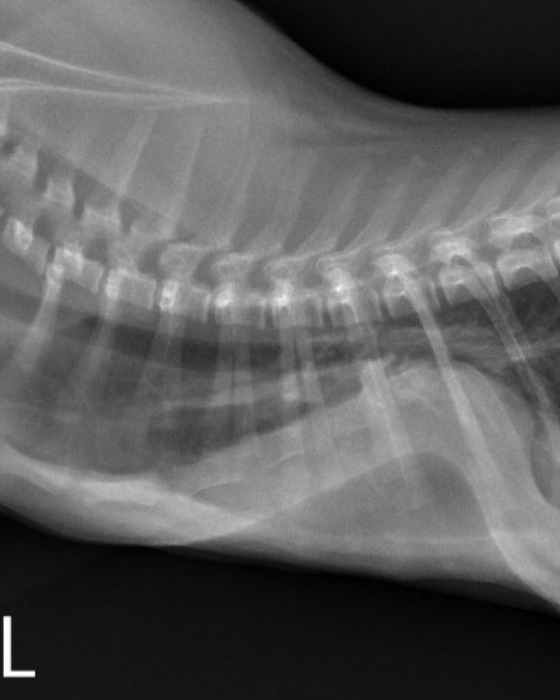 Radiograph taken before Pinky’s surgery showing the curved sternum