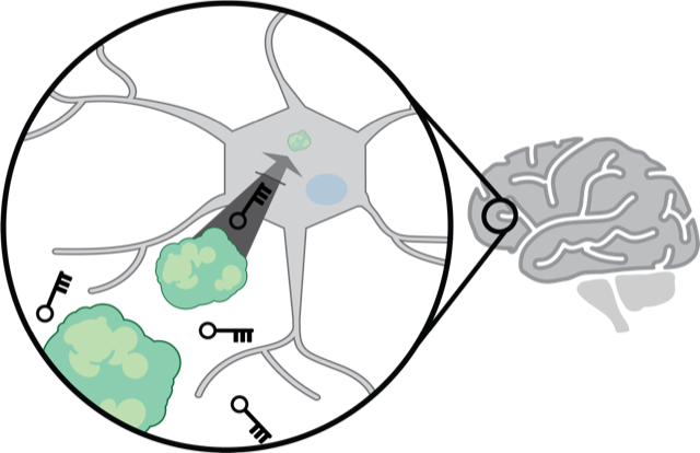 an artistic illustration of a human brain with a representation of the delivery tool and target protein