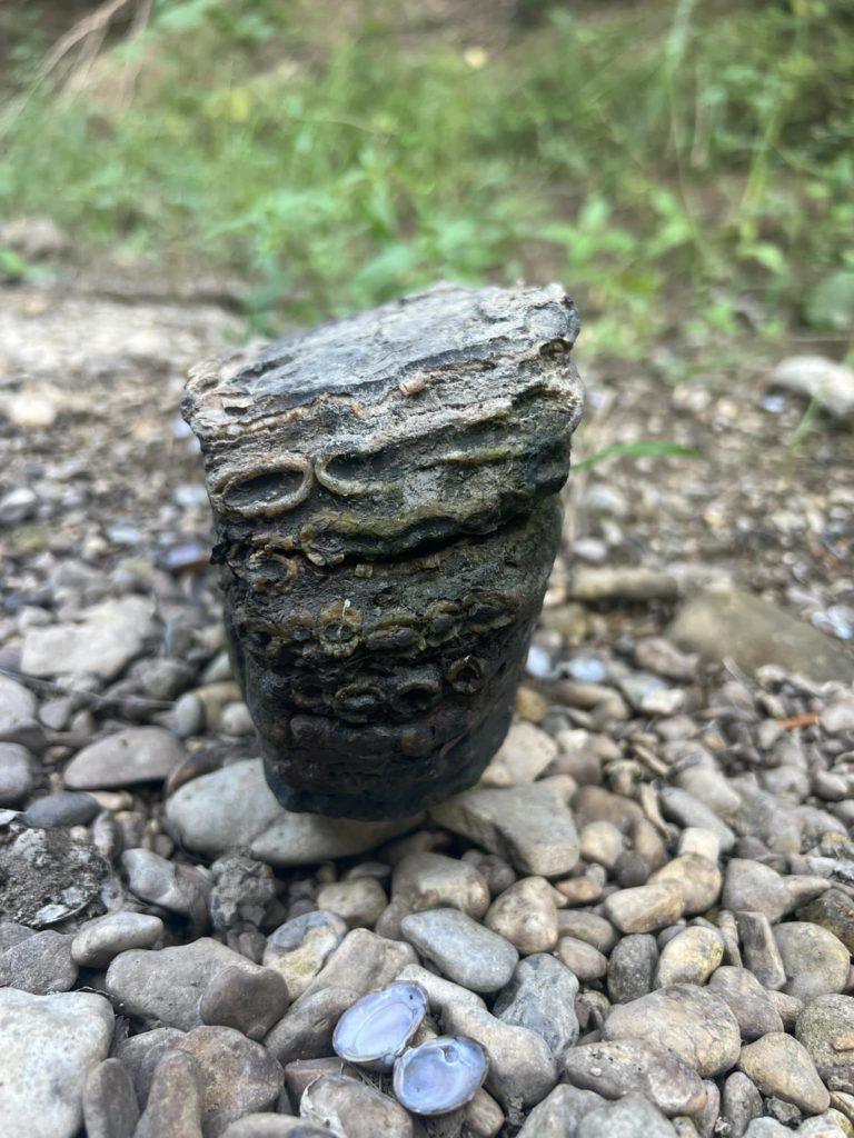 a photo of a fossilized mammoth tooth sitting on top of some rocks in a riverbed