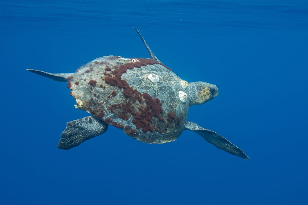 A sea turtle swimming under water