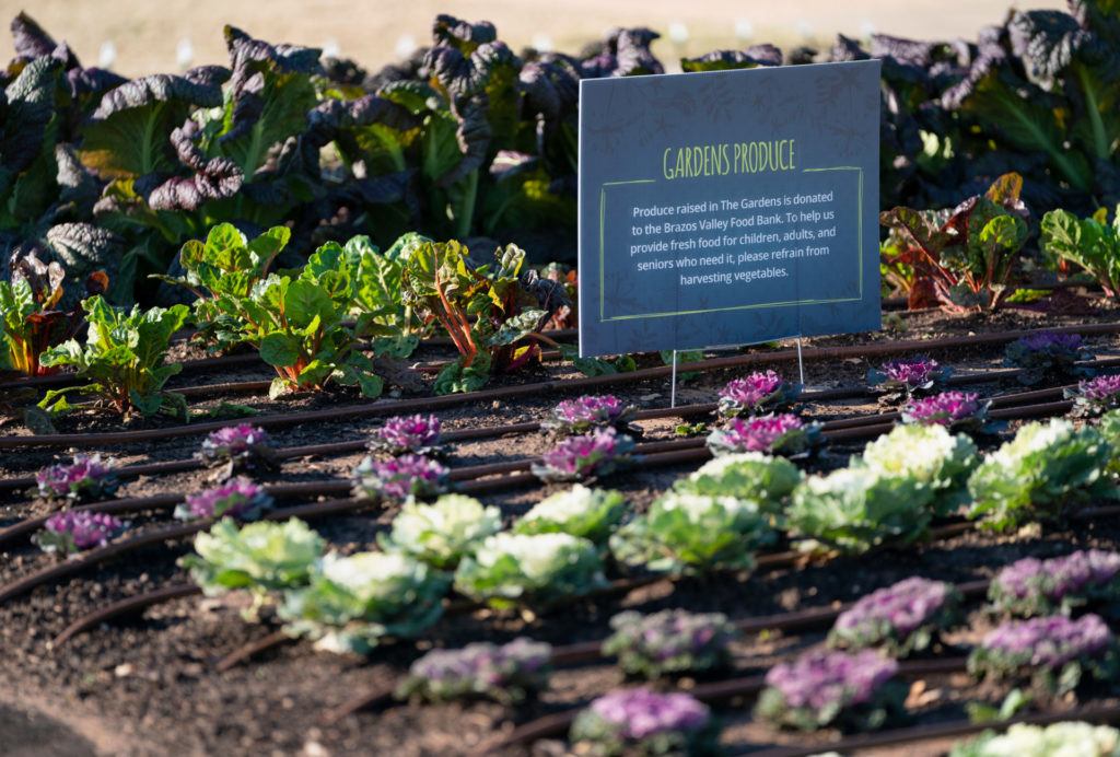 a photo showing rows of crops in The Gardens, as well as a sign informing the reader that produce from The Gardens is donated to the food bank.