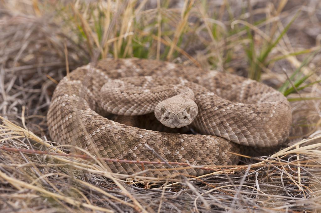 a coiled rattlesnake