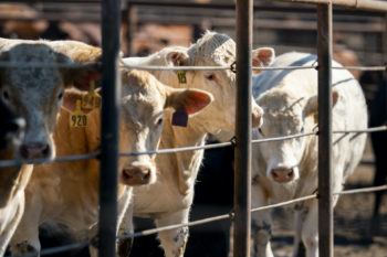 a photo of cows with numbered tags on their ears standing behind a fence
