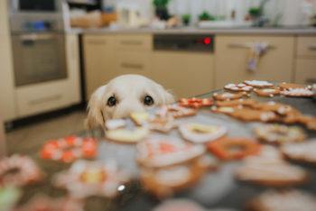 A golden retriever's eyes are visible peering over a counter filled with cookies