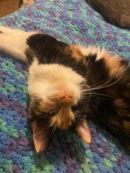a photo of a calico kitten laying down on a blanket and tilting her head back toward the camera