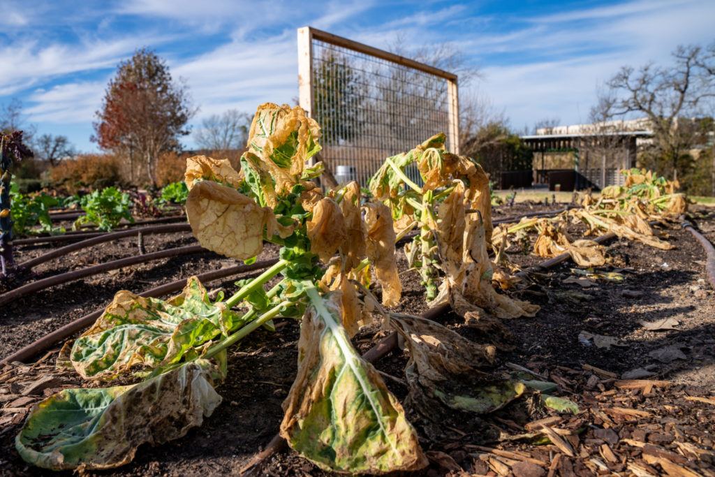 a photo of a row of Brussels sprouts plants with drooping, yellowish-brown leaves