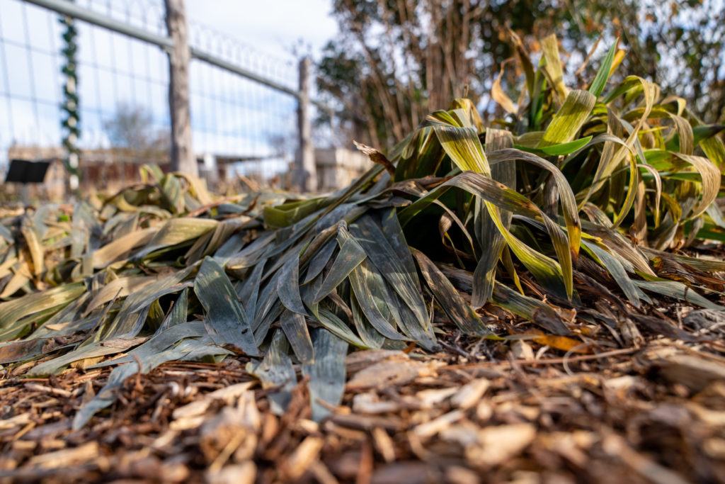 a photo of a plant with long broad leaves, most of which are looking limp and discolored