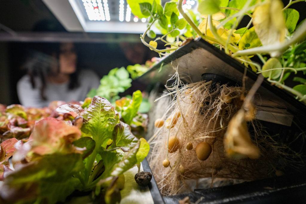 a photo of a large panel being lifted up to show a mass of roots and small potatoes growing below