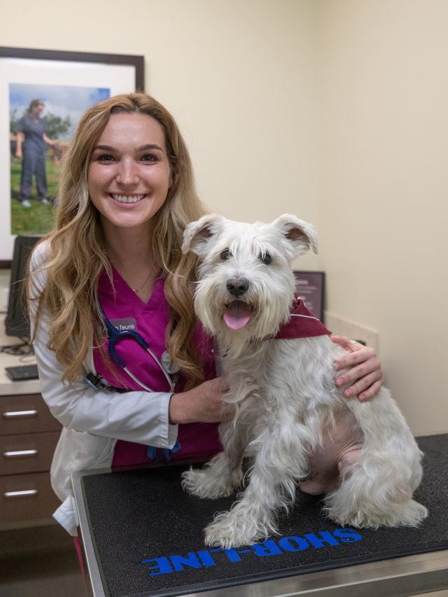 a photo of a woman in magenta scrubs and a lab coat smiling into the camera while holding a white schnauzer with a shaved belly on an exam table