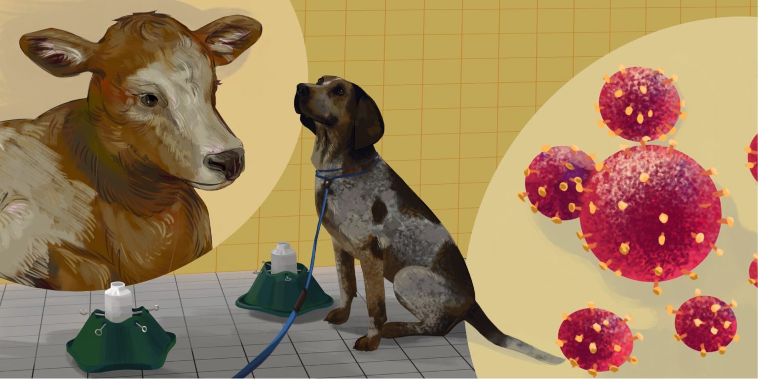 Illustration of a dog sitting down next to drawings of a cow and pathogens