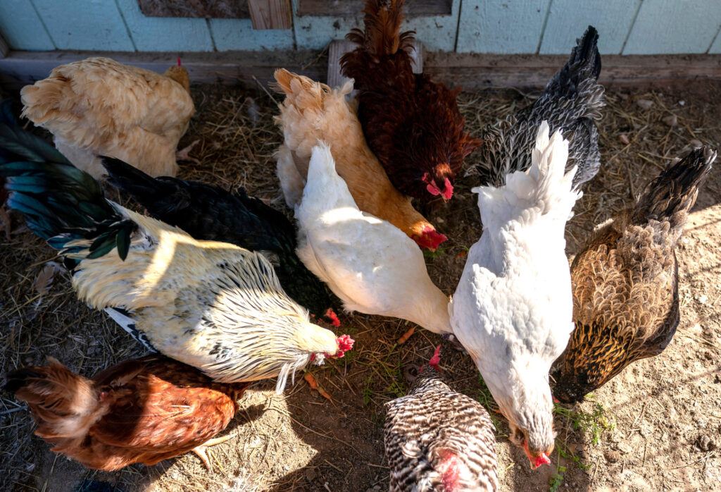 a top-down photo of a bunch of different colored chickens pecking around at the ground in front of their coop
