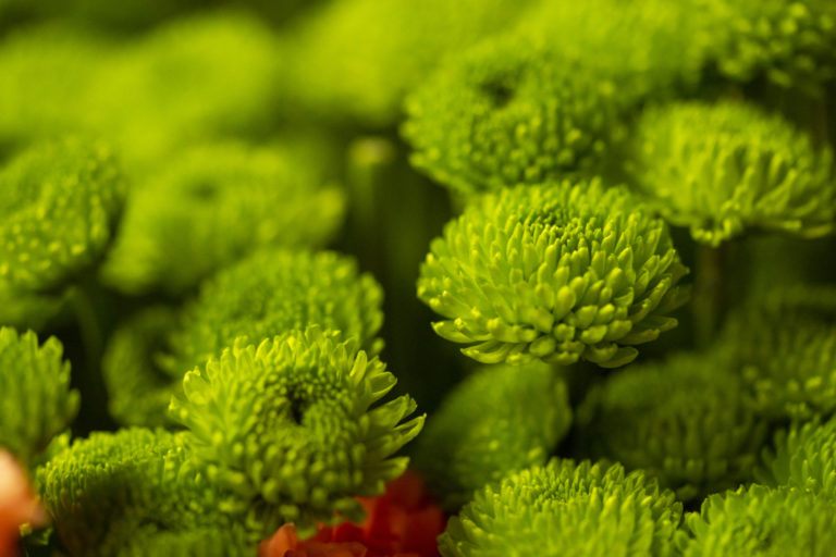 Close up photo of a group of green flowers