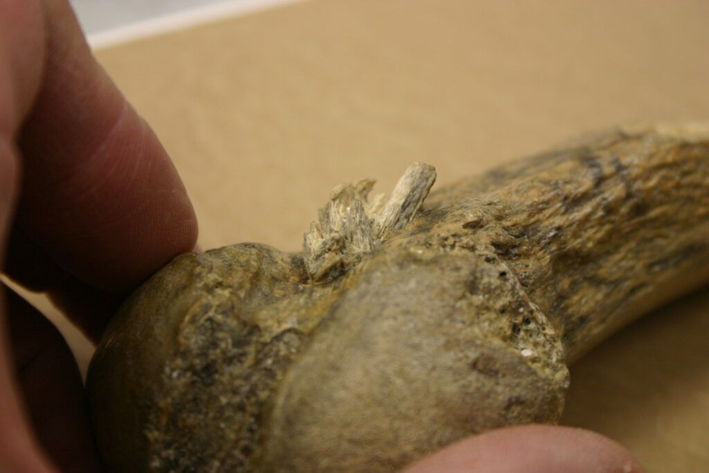 a close-up of the bone point embedded in the rib