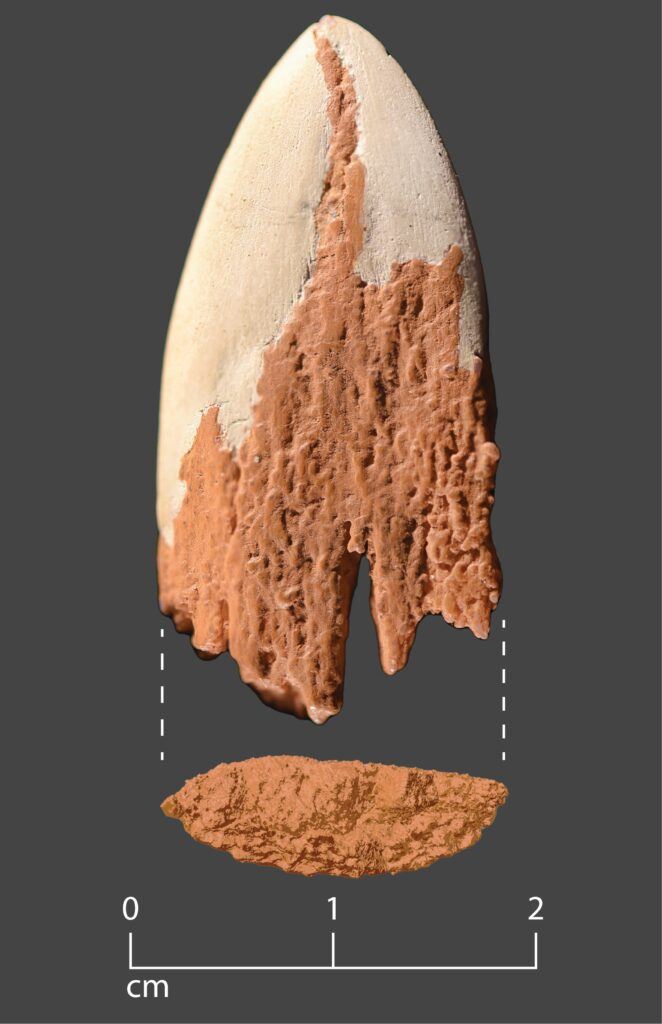 The team's reconstruction of the bone point