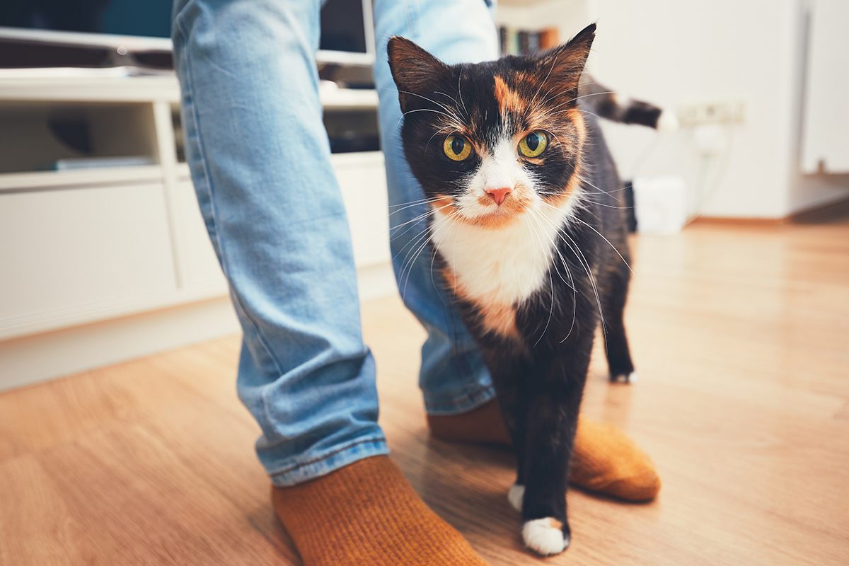 a cat standing next to its owner