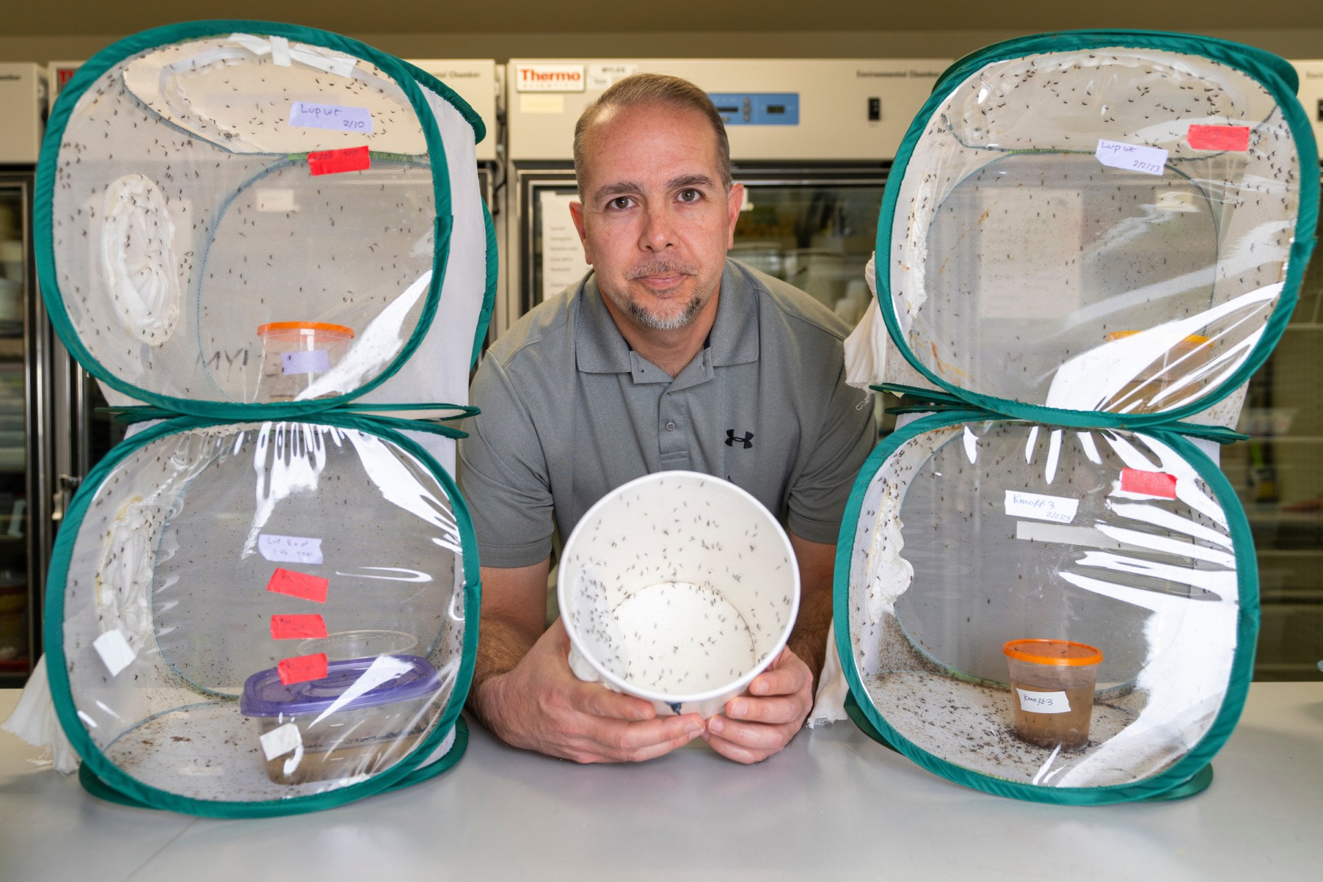 Kevin Myles, Ph.D., Department of Entomology professor, with containers of mosquitoes used in his research.