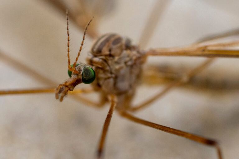 Close-up phot of a crane fly
