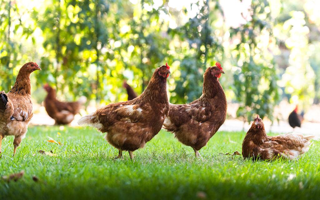 chickens in a yard