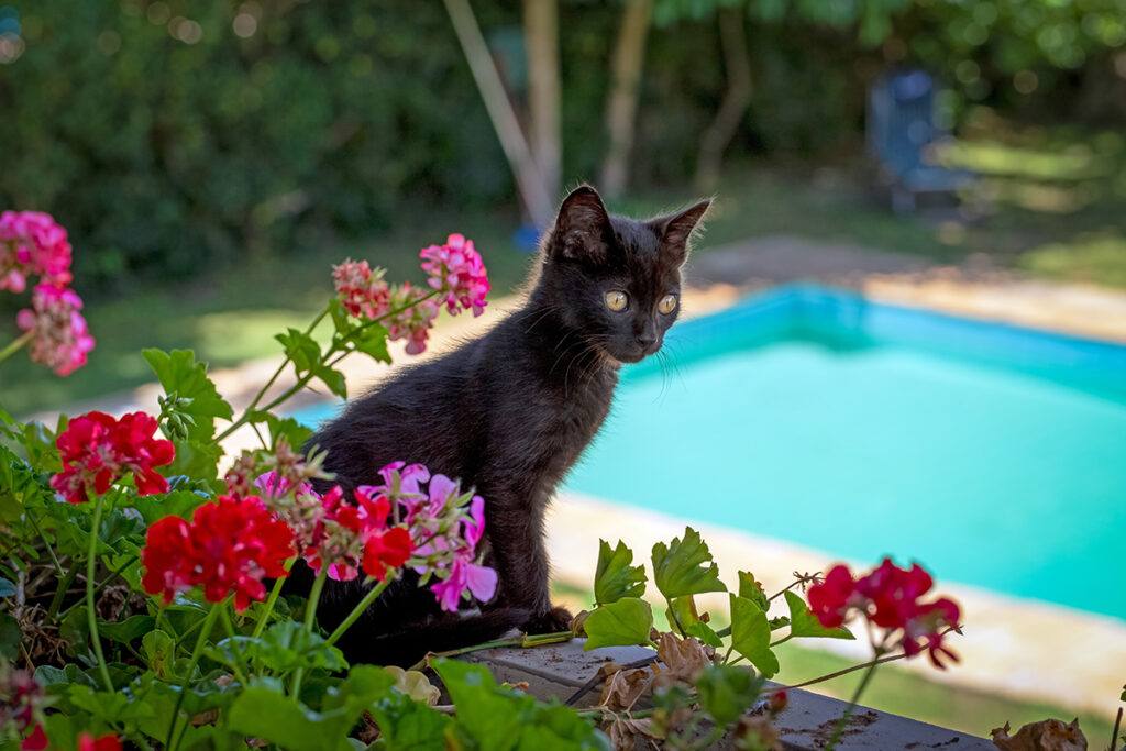 a black kitten outside in a backyard