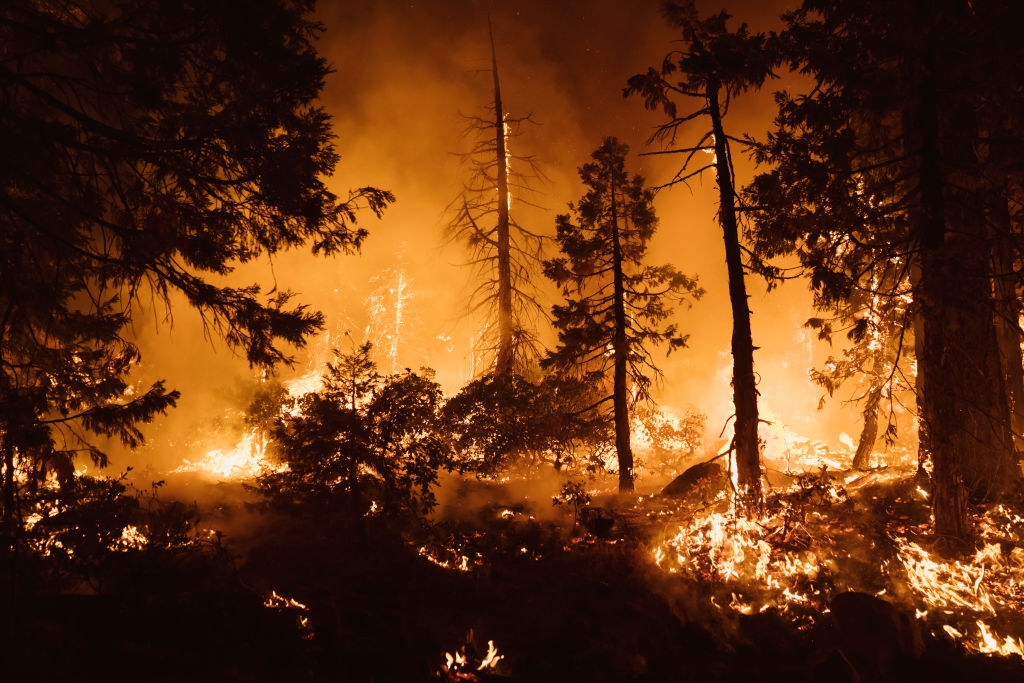 A forest on fire at night