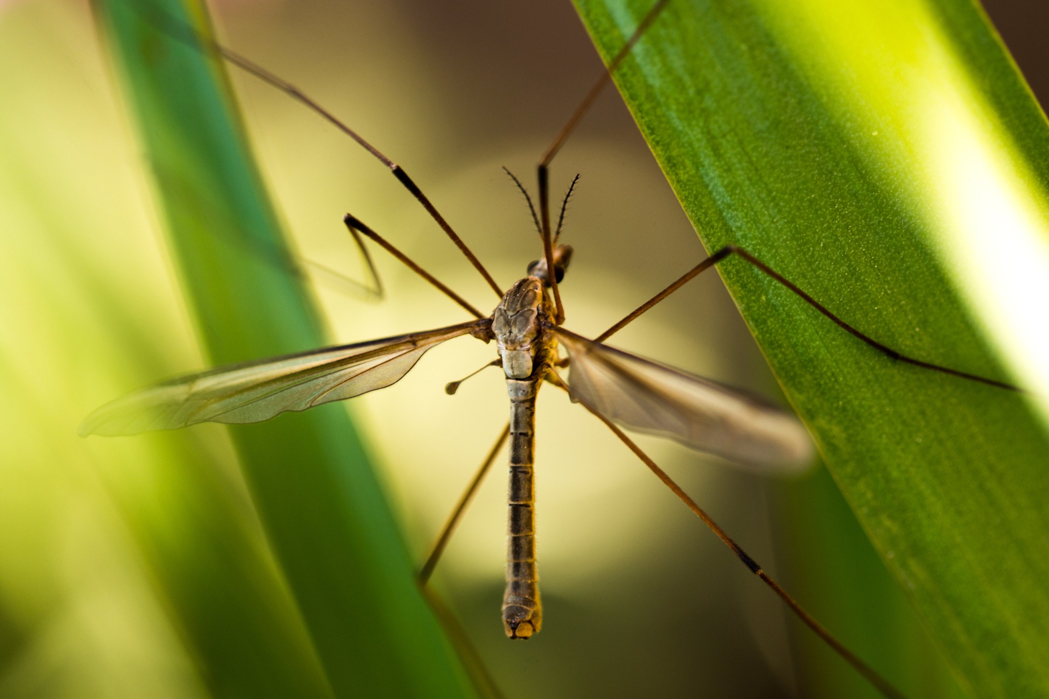 Crane fly on a leaf