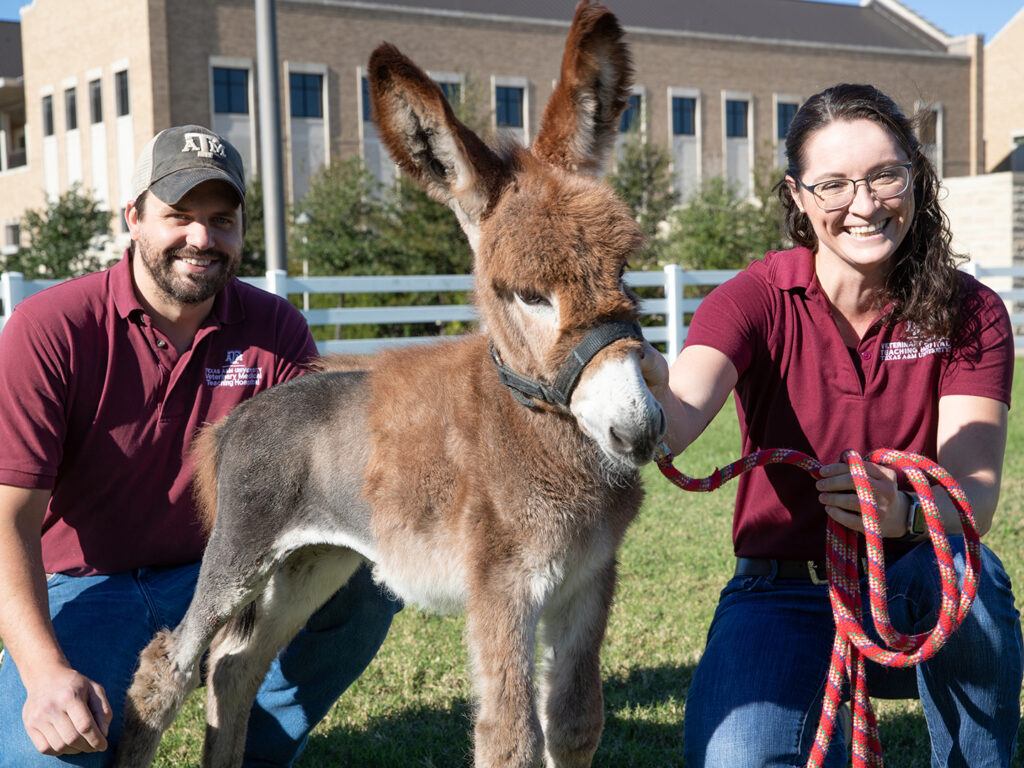 Large animal surgery resident Dr. Heath Manning, Tink (post-surgery), and Dr. Kati Glass