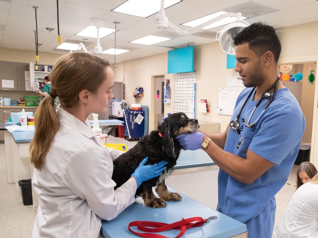 a dog at the small animal clinic being examined by veterinarians