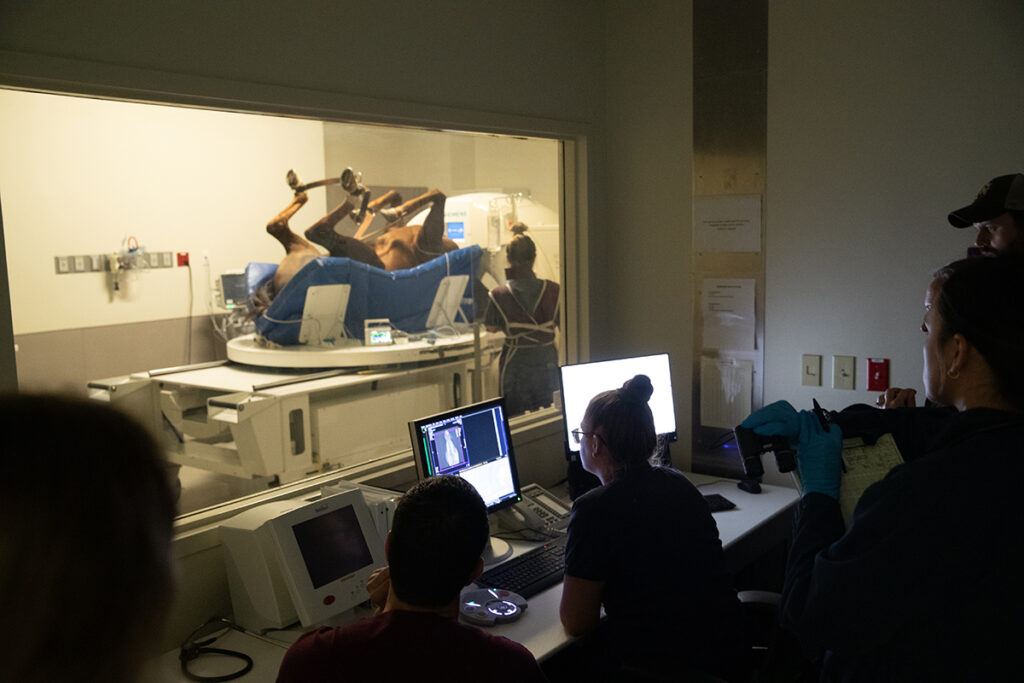 a horse getting an MRI