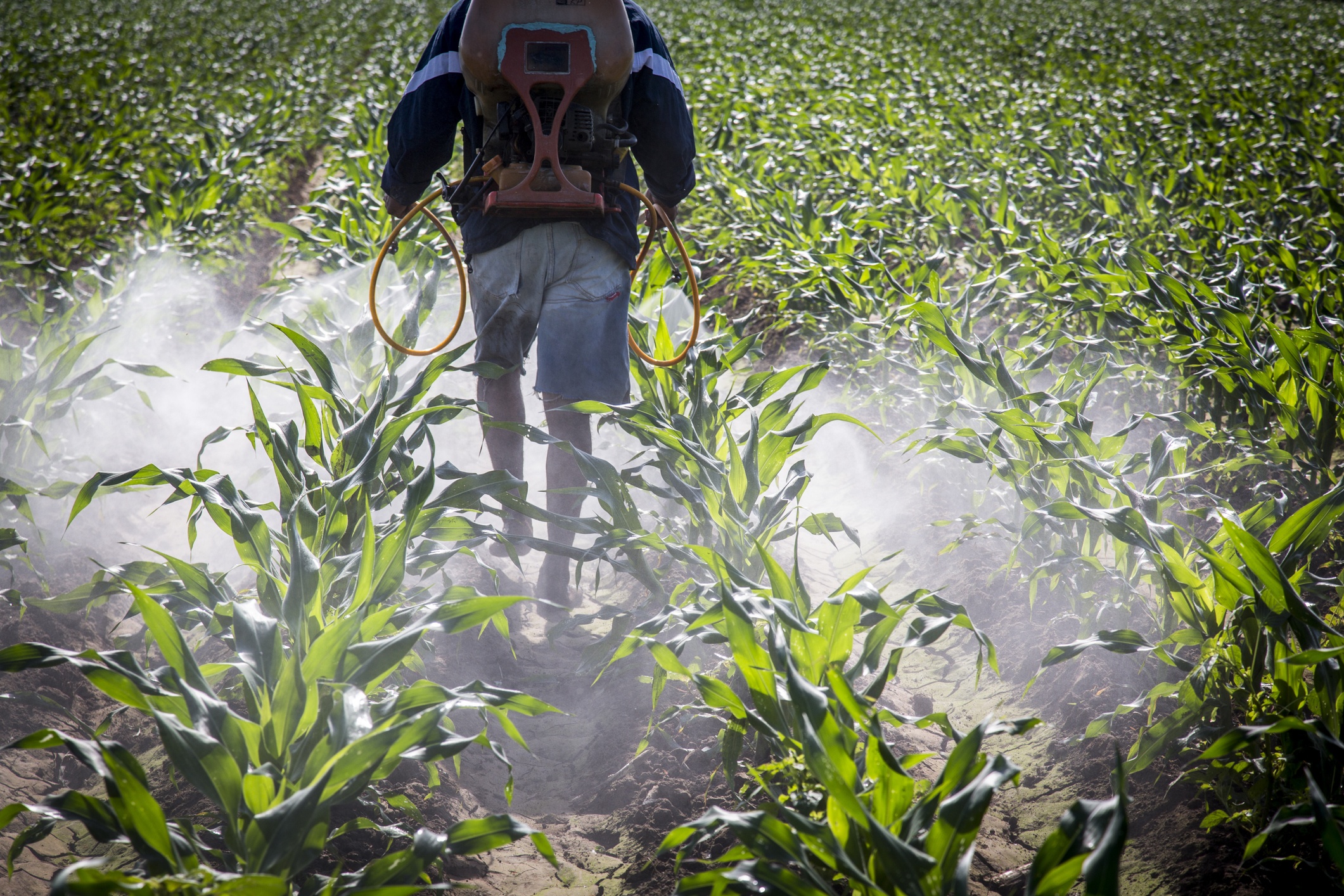 a photo of a man in cut-off blue jeans walking through rows of crops spraying herbicide