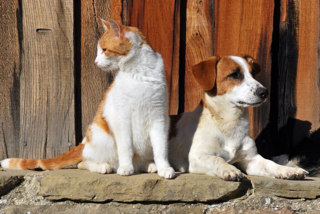 a dog and a cat