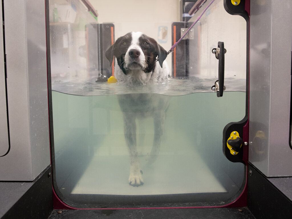 a dog on a water treadmill
