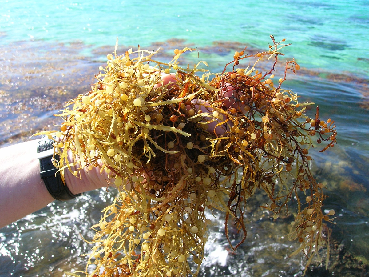 a handful of sargassum