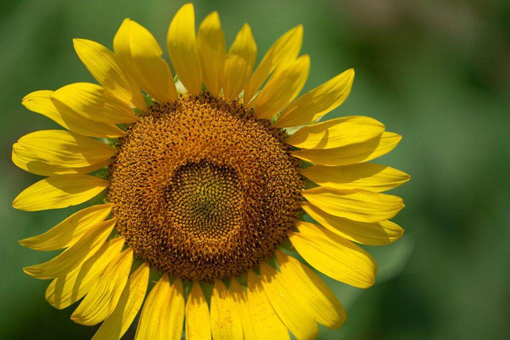 a bright yellow sunflower against a blurred green background