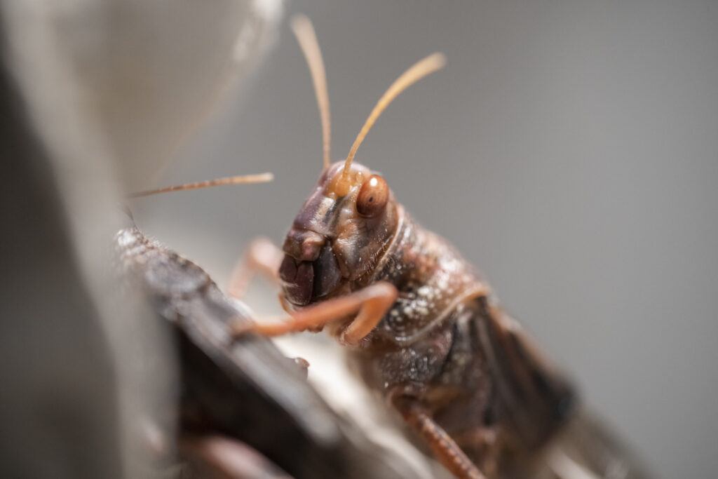 A close up image of a locust on a stick.