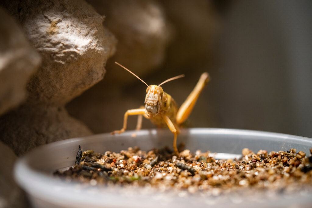 one locust in a feeding bowl