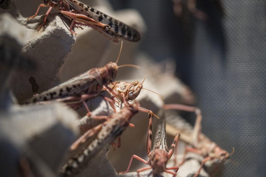 Locusts in low density conditions.