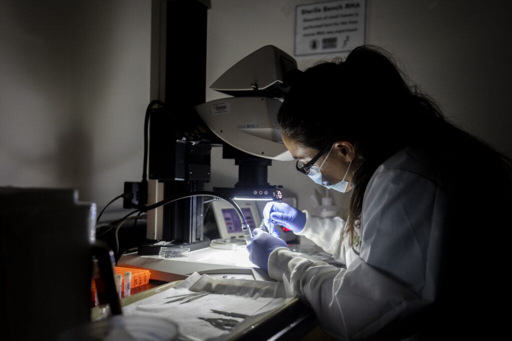 A student worker dissects locusts.