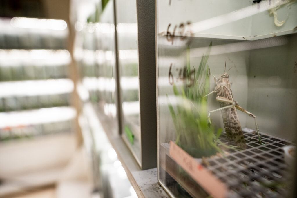 A wall of aquariums that keep the grasshoppers and locusts contained.