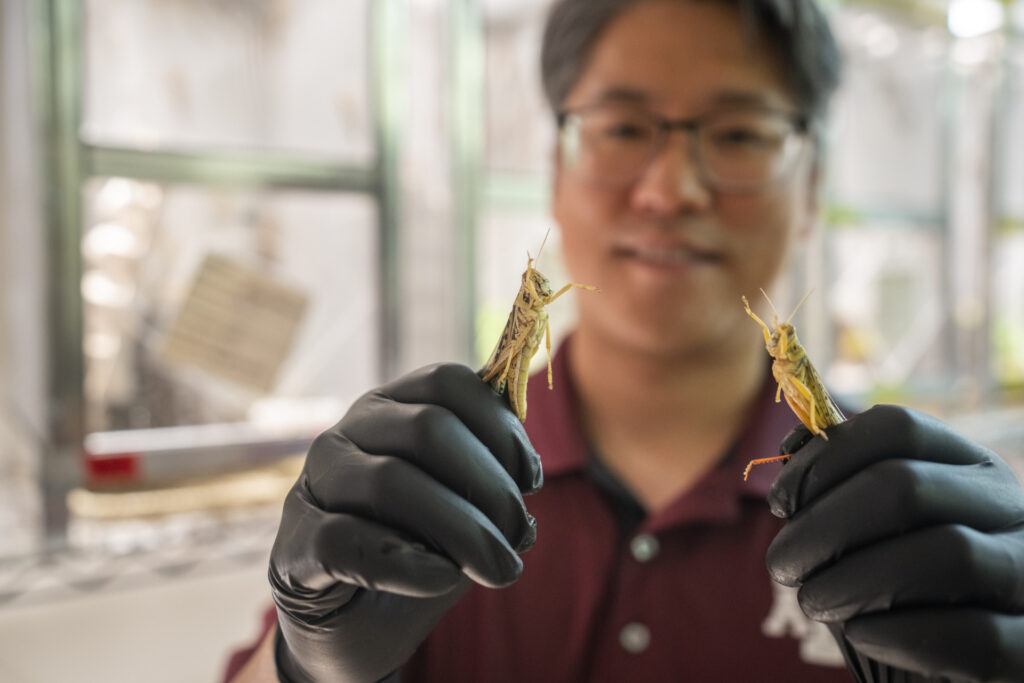 Hojun Song holds a locust in each hand.