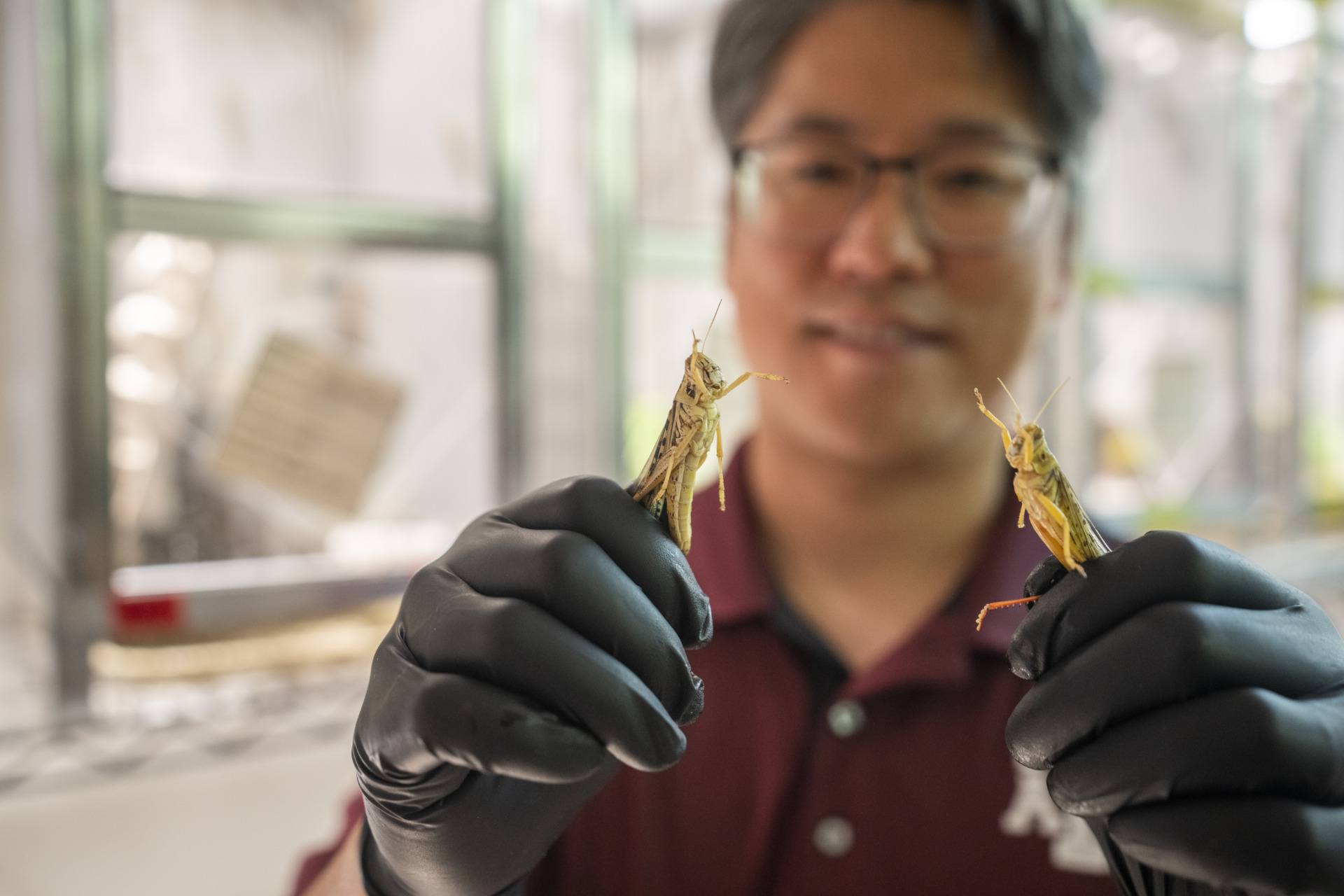 Hojun Song holds a locust in each hand.