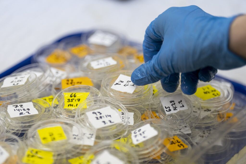 A pile of samples taken from the grasshoppers and locusts within the lab.