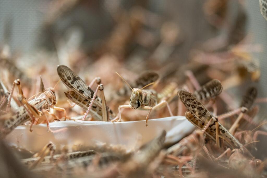 Locusts in swarming conditions.