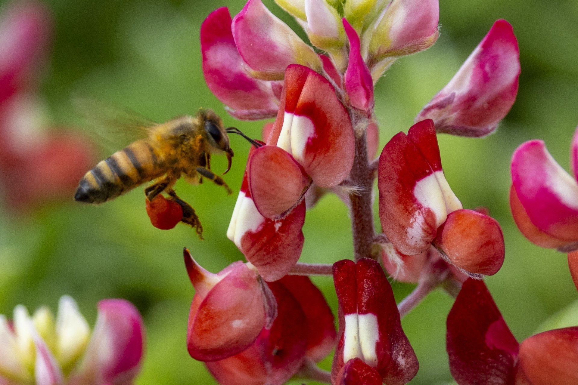 Close-up of bee landing on a Maroonbonnet